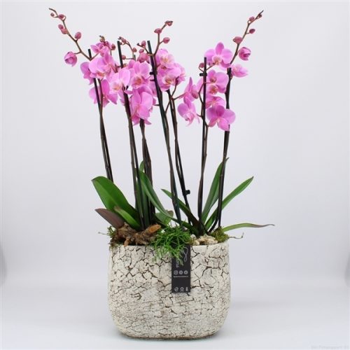 Phal-2009rz phalaenopsis creatie	-	3	-	Adet