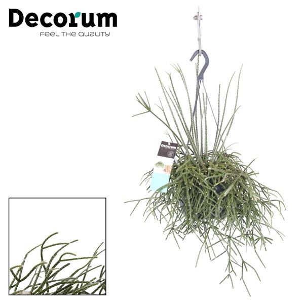 Rhipsalis pilocarpa 1 Rhipsalis pilocarpa