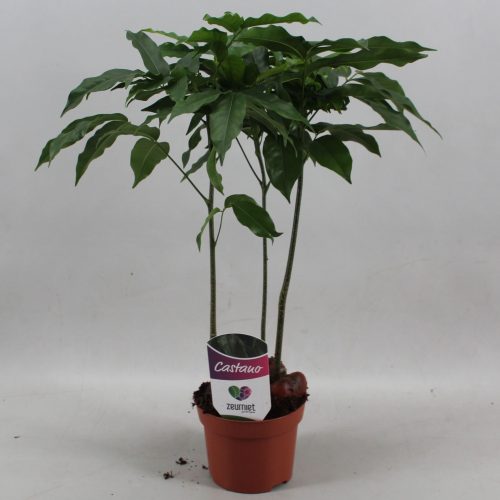 Castanospermum a. castano magnifico
