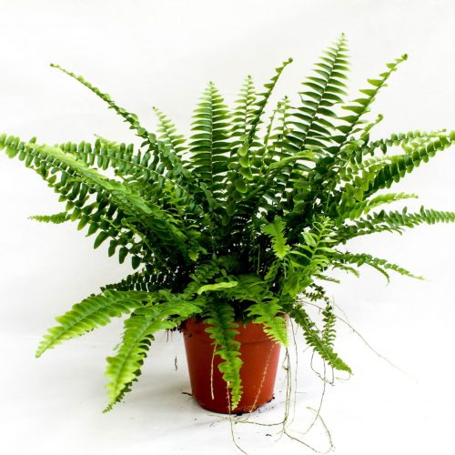 Nephrolepis exaltata green lady