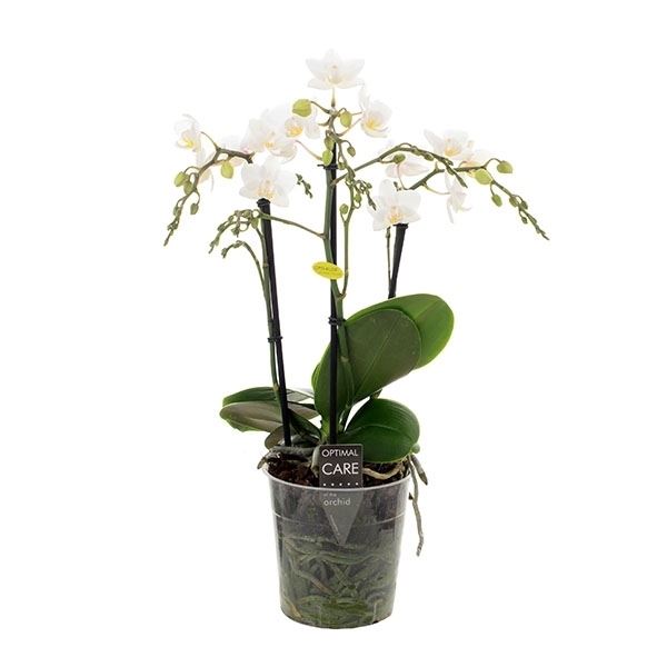 Phalaenopsis multuflora dicaprion 1 Phalaenopsis multuflora dicaprion