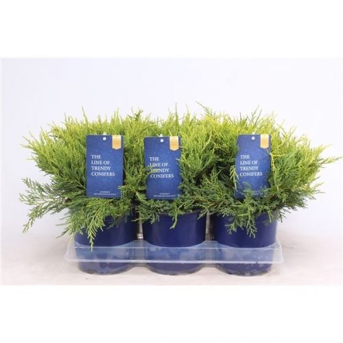 Juniperus x pfitzeriana old gold