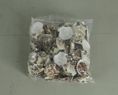 Shell Fan Chippy (500gr) - Decoratiemateriaal (h%)