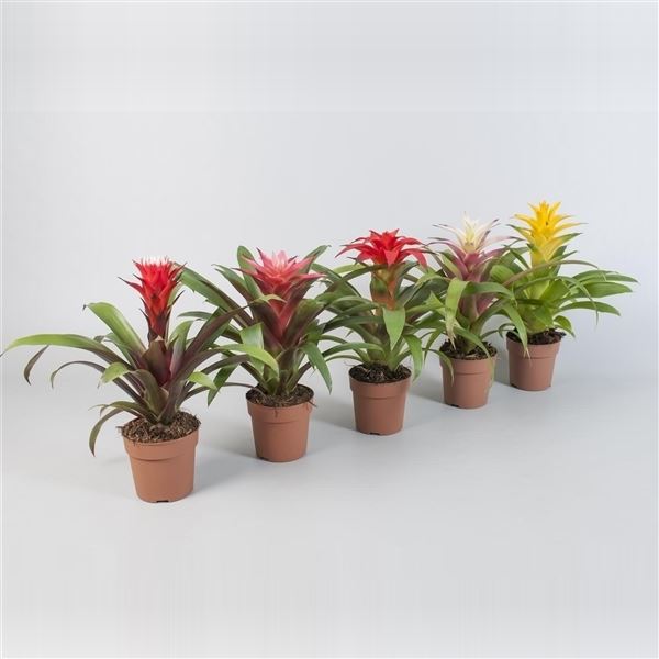Guzmania optima basic mix 1 Guzmania optima basic mix