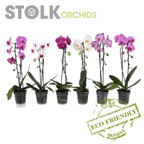 Phalaenopsis mix cascade