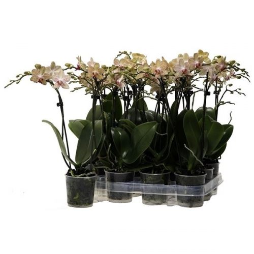 Phalaenopsis multiflora kolibri oranje