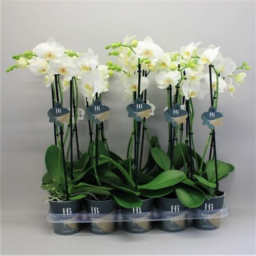 Phalaenopsis wit