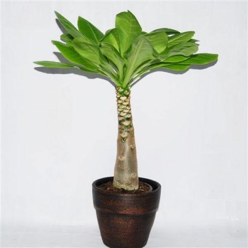 Brighamia insignis bri14mk00