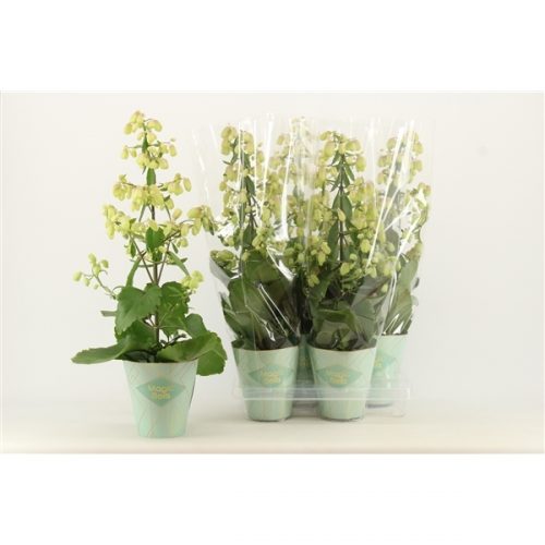Kalanchoe magic bell geel