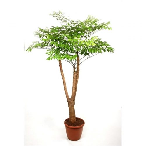 Heteropanax chinensis vertakt