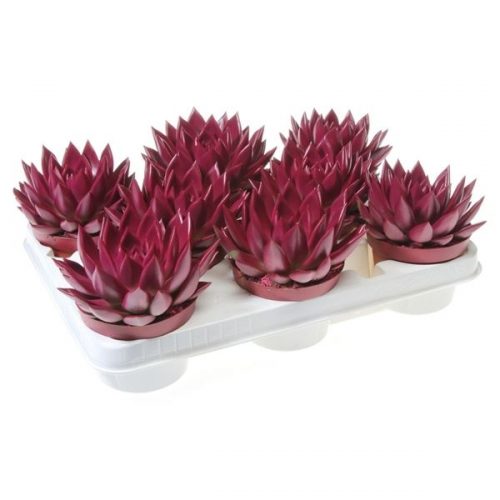 Echeveria miranda rainbow dark lilac