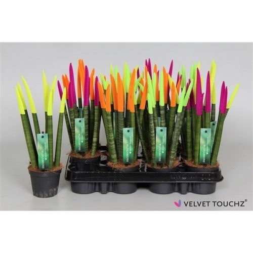 Sansevieria cylindrica spaghetti velvet svt09zk013