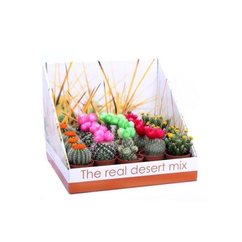 Cactus mix stro disco rd07