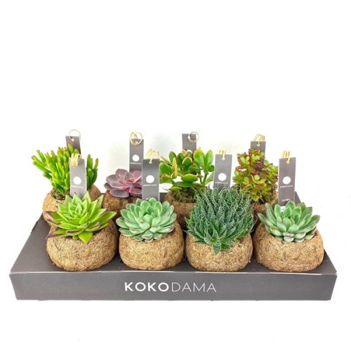 Kokodama succulenten mix kd12sucmix