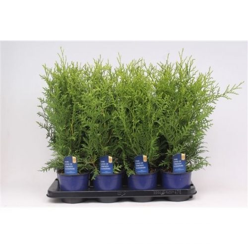 Thuja occidentalis brabant