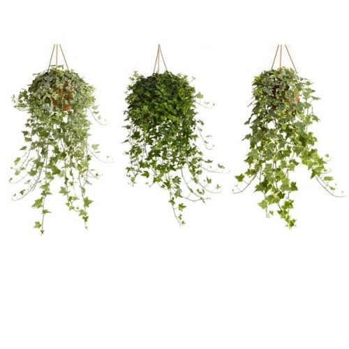 Hedera helix mix