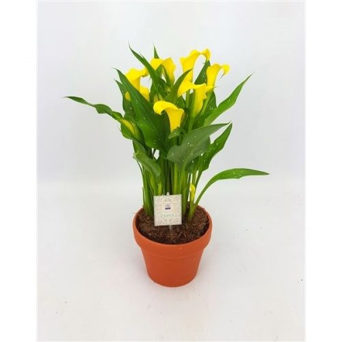Zantedeschia sunclub 14-tw-022b