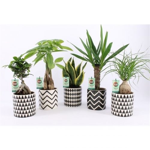 Kamerplanten mix easy to care