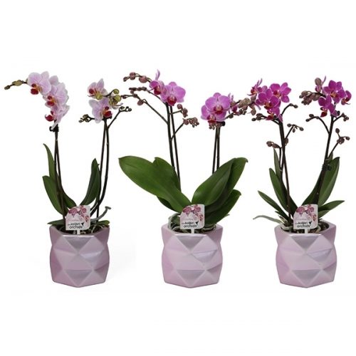 Phalaenopsis multifloratypes roze 12210pi