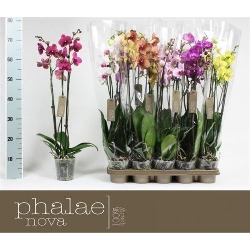 Phalaenopsis mix