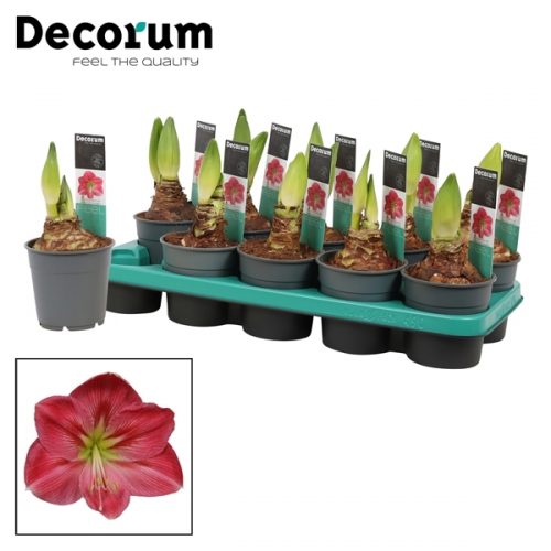 Hippeastrum roze extra	 2 knop	-	6	-	Adet