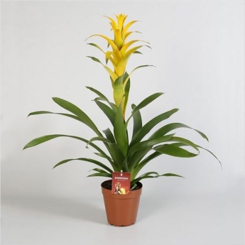 Guzmania mirador xxl
