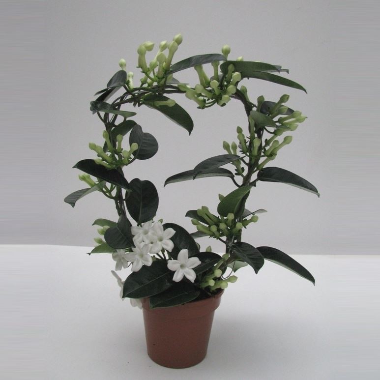 Stephanotis floribunda fleur parfum 1 Stephanotis floribunda fleur parfum