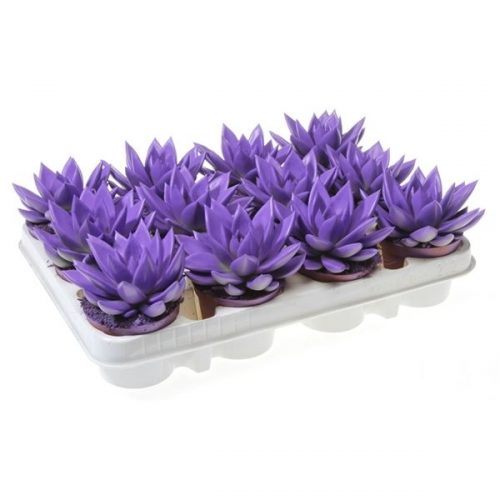 Echeveria miranda rainbow dark milka