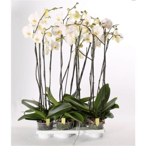 Phalaenopsis wit 4star quality