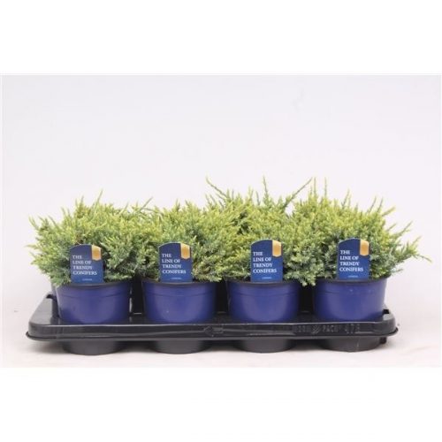 Juniperus squamata holger