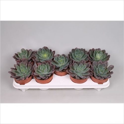 Echeveria blue prince