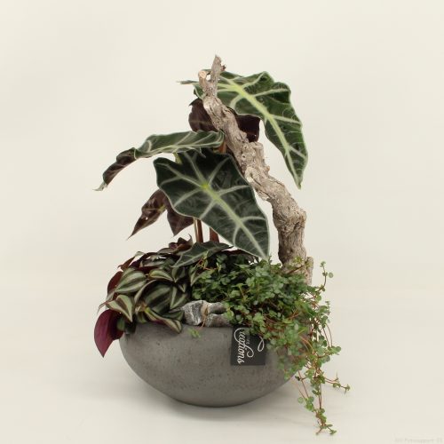 Grcr-2012 green creations	-	2	-	Adet