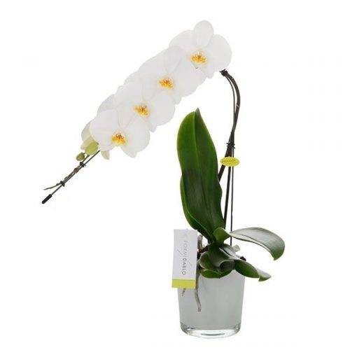Phalaenopsis formidablo gfo12g