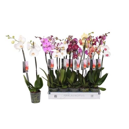 Phalaenopsis mix 6 kleuren