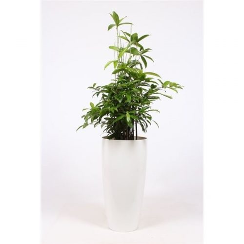Dracaena surculosa drsuk33w