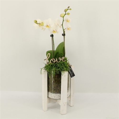 Phalrm-2012w romantic phalaenopsis	-	6	-	Adet