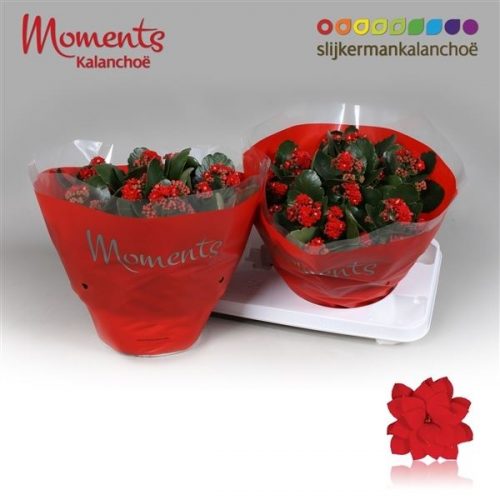 Kalanchoe calandiva rood secret