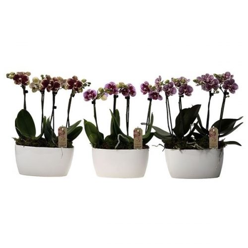 Phalaenopsis multiflora kolibri mix 14390ex