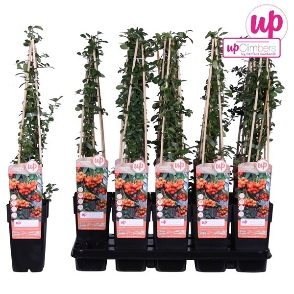 Pyracantha orange glow 1 Pyracantha orange glow