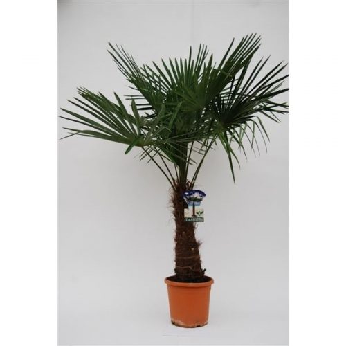 Trachycarpus fortunei