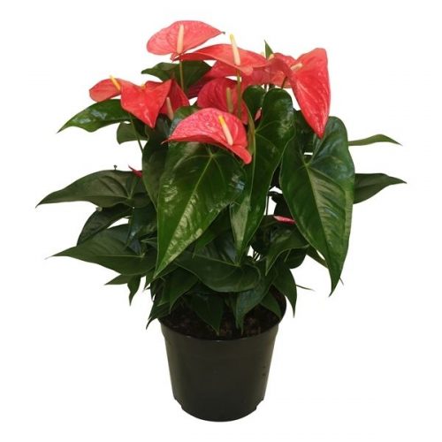Anthurium andr. karma pink