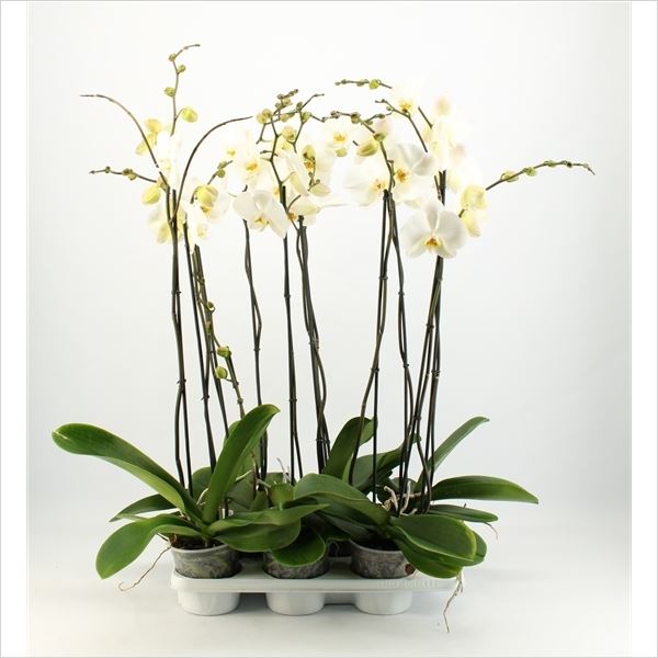 Phalaenopsis wit 4star quality 1 Phalaenopsis wit 4star quality