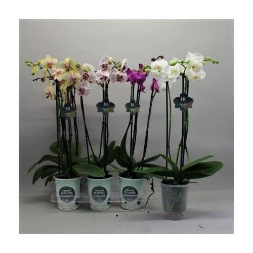 Phalaenopsis mix
