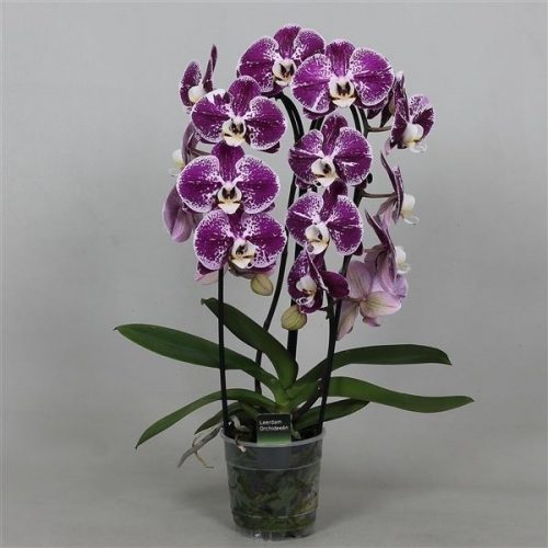 Phalaenopsis beautifall compilation