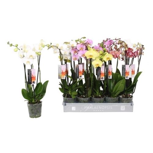 Phalaenopsis mix 6 kleuren