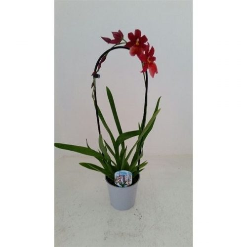 Burrageara cascade nelly isler