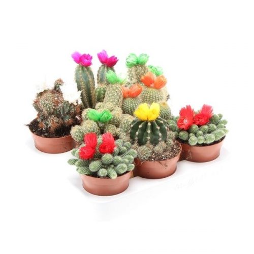 Cactus strobloem mix cd8001