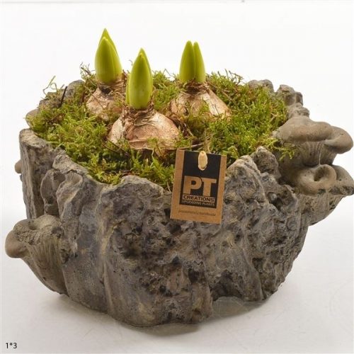 Pthcb 4701	-	3	-	Adet