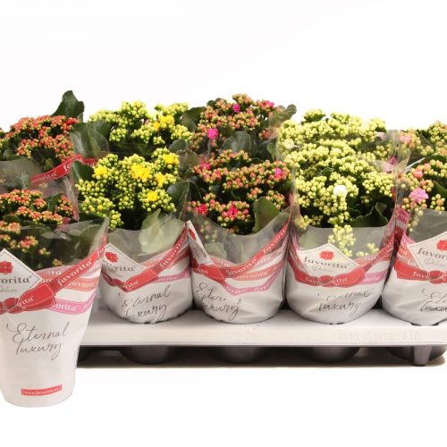 Kalanchoe perfecta mix