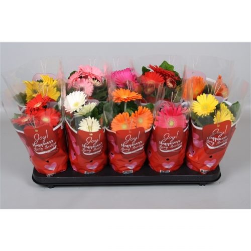 Gerbera colourgame rood